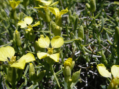 Hormathophylla spinosa