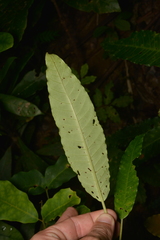 Psychotria baillonii
