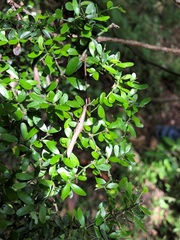 Everistia vacciniifolia nervosa