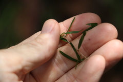 Leptospermum petersonii