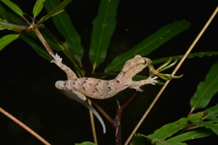 Bavayia sauvagii