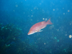 Bodianus unimaculatus