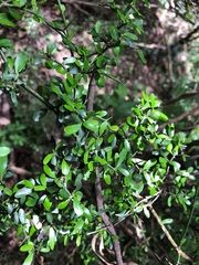 Everistia vacciniifolia nervosa