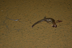 Phoboscincus garnieri