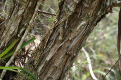 Leptospermum petersonii