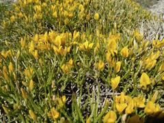 Genista longipes