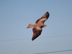 Milvus migrans lineatus