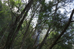 Leptospermum petersonii