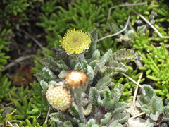 Leptinella albida