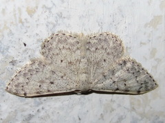 Scopula marginepunctata