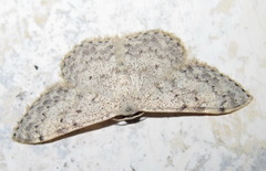 Scopula marginepunctata