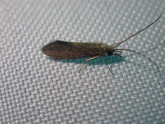 Ecnomidae