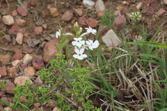Chascanum cuneifolium