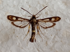 Chamaesphecia tenthrediniformis