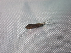Ecnomidae