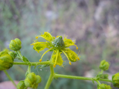 Ruta angustifolia