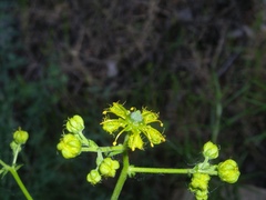 Ruta angustifolia