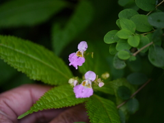 Impatiens laxiflora