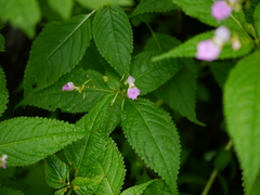 Impatiens laxiflora
