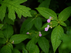 Impatiens laxiflora