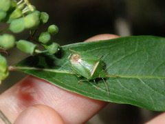 Ocirrhoe unimaculata