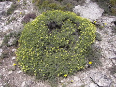 Hormathophylla spinosa