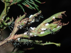 Jalmenus evagoras
