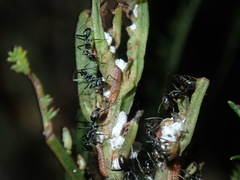 Jalmenus evagoras