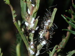 Jalmenus evagoras