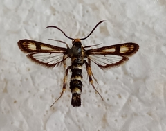 Chamaesphecia tenthrediniformis