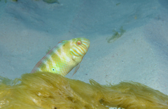 Xyrichtys splendens