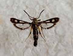 Chamaesphecia tenthrediniformis