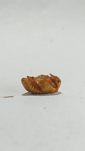 Protaetia aurichalcea photo 4