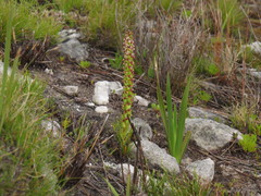 Disa obtusa hottentotica