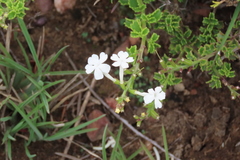 Chascanum cuneifolium