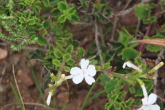 Chascanum cuneifolium