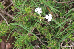 Chascanum cuneifolium