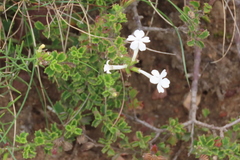 Chascanum cuneifolium