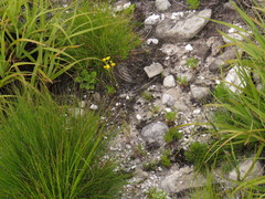 Senecio subcanescens