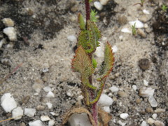 Senecio subcanescens