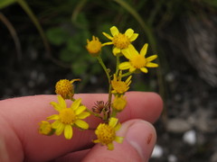 Senecio subcanescens