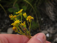 Senecio subcanescens