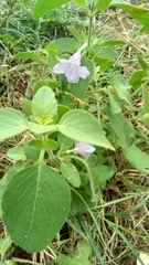 Ruellia drummondiana