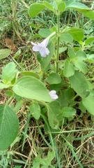 Ruellia drummondiana