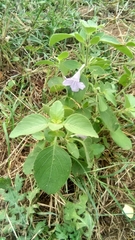 Ruellia drummondiana