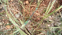 Pseudagrion decorum