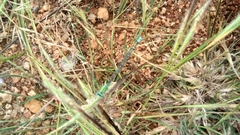 Pseudagrion decorum