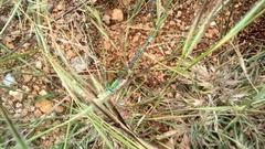 Pseudagrion decorum