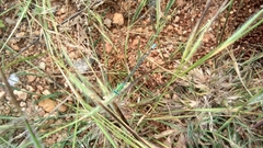Pseudagrion decorum