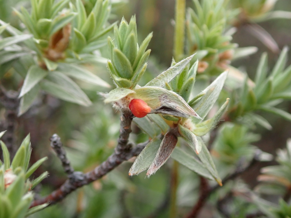 Pimelea aridula aridula, Central Otago, NZ-OT, NZ, by greenschist